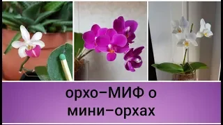 орхо-МИФ о мини-орхидейках