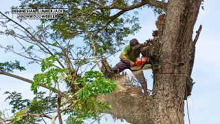 COMPLICATED !! The process of felling the roadside trembesi tree.