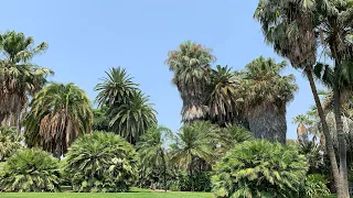 Tour of the Palm Garden at Huntington Gardens in San Marino, California