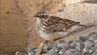 Totovía (Lullula arborea) Canto