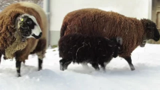 Schöfli machen Luftsprünge im Schnee