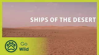 Ships of the Desert - Go Wild