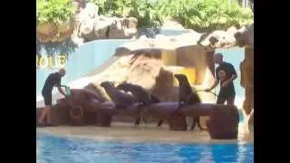 Loro parque, шоу морских котиков (2591)