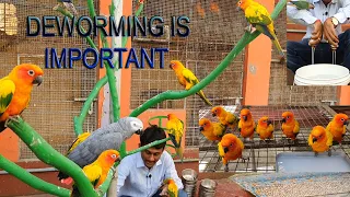 Deworming Is Important For All The Birds / How To Deworm Birds In Proper Way/How to Care your Birds.