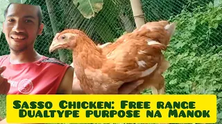 Sasso chickens: Start up Free range chicken ( update: July 29,2022)