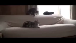 Охотник ! Смешные животные! Приколы! Смешные коты! / Funny animals! Fun! Funny Cats!