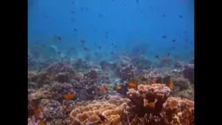 "Музыка моря,подводный мир",music of the sea , underwater world