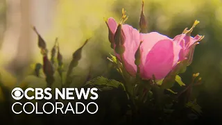 Amache Roses bloom, recalling Colorado's Japanese-American concentration camp
