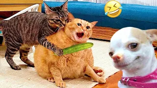 Try Not Laugh 😁 Best Funny Cats And Dog Video 2024 😹