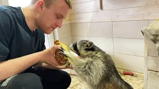 REACTION OF RACCOONS TO PINEAPPLE