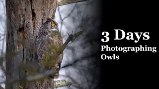 A Morning of Wildlife Photography Turns Into 3 Days With a Great Horned Owl