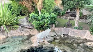 Visit to Loro Parque in Tenerife. Canary Islands, Spain - Look at the beautiful white tigers