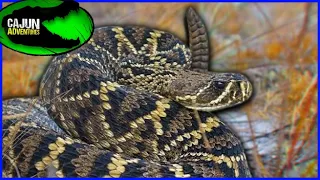 World's Largest Rattlesnake Species - The Eastern Diamondback Rattlesnake!