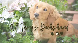 All Things Dachshunds 🐾 Dachshund Background Music & TV Screensaver 📺🎶