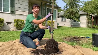 How to properly plant a tree