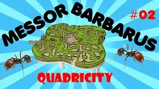 Fourmis - La quadricity des Messor barbarus #02