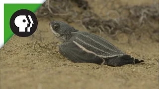 Leatherback Turtle Hatchlings Emerge from Sand