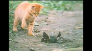 Miez und Mops - zwei tierische Freunde - VHS Trailer