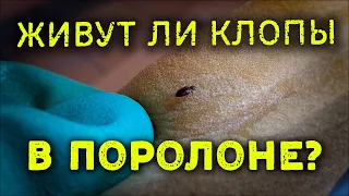 Могут ли КЛОПЫ жить В ПОРОЛОНЕ?