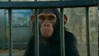 Chimp Sanctuary