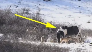 Ein Pferd begegnete sechs wilden Wölfen und tat etwas, das den Fotografen erschreckte