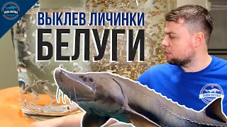 Выклев икры Белуги на АкваФерме