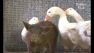 Geese Protect Pig From Being Bullied By Other Pigs | Kritter Klub