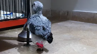 African Grey Parrot, Growth Week 6