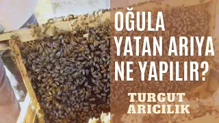 Arı oğuldan nasıl vazgeçer/oğula yatan arıya ne yapılır #beekeeper #arıcılık