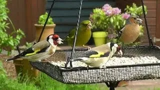 Greenfinch Siskin Goldfinch Bullfinch & Chaffinch on My Bird Feeder