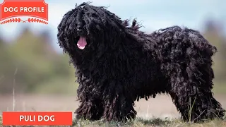 The Puli, Hungary’s Indispensable Herd Dog