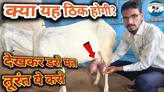 बकरी के थन मे सूजन/Bakri ke than mein sujan | बकरीयों में थनैला रोग | Mastitis in goats treatment |