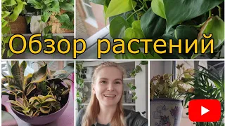 Обзор комнатных растений 🌿февраль 2023/ 1 часть