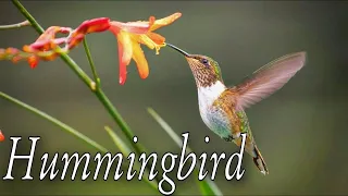 Meet The Smallest Bird On Earth. Hummingbird The Smallest Bird On the Earth. Facts. Animals