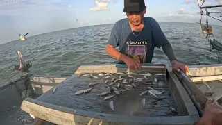 South Texas Shrimping #42 Tôm Nam Texas