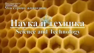 Наука и техника: Что строят животные | Science and Technology: What animals are building. Discovery