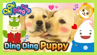 🎵 Ding Ding Puppy | nursery rhymes | kids song | Chichi Pingping | Adventure Cartoons for Kids