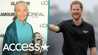 Prince Harry ‘Finding Life a Bit Challenging,’ Says Jane Goodall