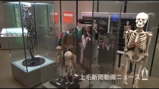 人類の進化700万年をたどる　富岡 県立自然史博物館で企画展