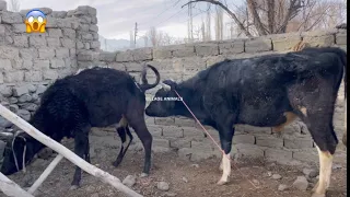 Amazing bull and small cow romance 🥰 | Village Animals |