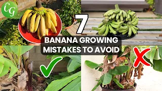 How to Grow a Banana Plant: Tips, Mistakes, and Advice for Gardening
