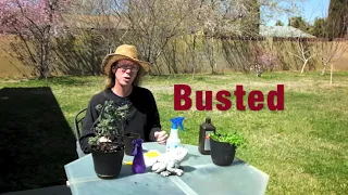 Garden Mythbusters: Fungus Gnats. How to kill fungus gnats and their eggs. What works, what doesn't.