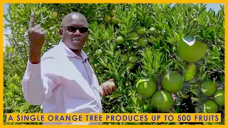 Just How Profitable Is Fruit Farming || Oranges || Avocado || Apples