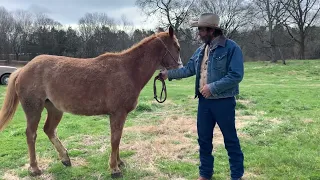 Buying A Good Trail Horse
