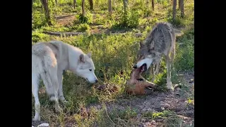 Кормление Волков 🐺 Акела схватил лошадь🔥Братиш охраняет ужин для потомства