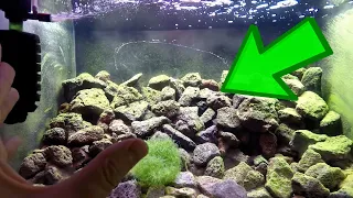 How To Setup A Opae Ula Shrimp Tank