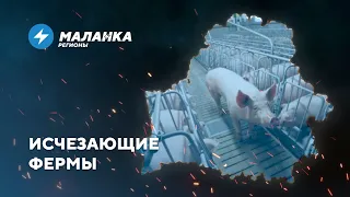 📍Вырубка Нацпарка / Реабилитация имиджа силовиков / Сокращение поголовья свиней