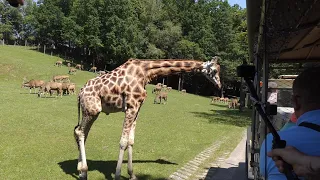 Safari Park, ZOO - Dvůr Králové nad Labem