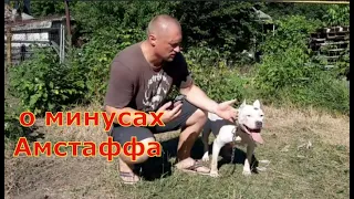 плюсы и минусы Амстаффа. одна из самых добрых пород собак в мире это Стафф