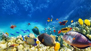 1 HOUR of 4K Underwater Wonders + Relaxing Music - Coral Reefs & Colorful Sea Life in UHD